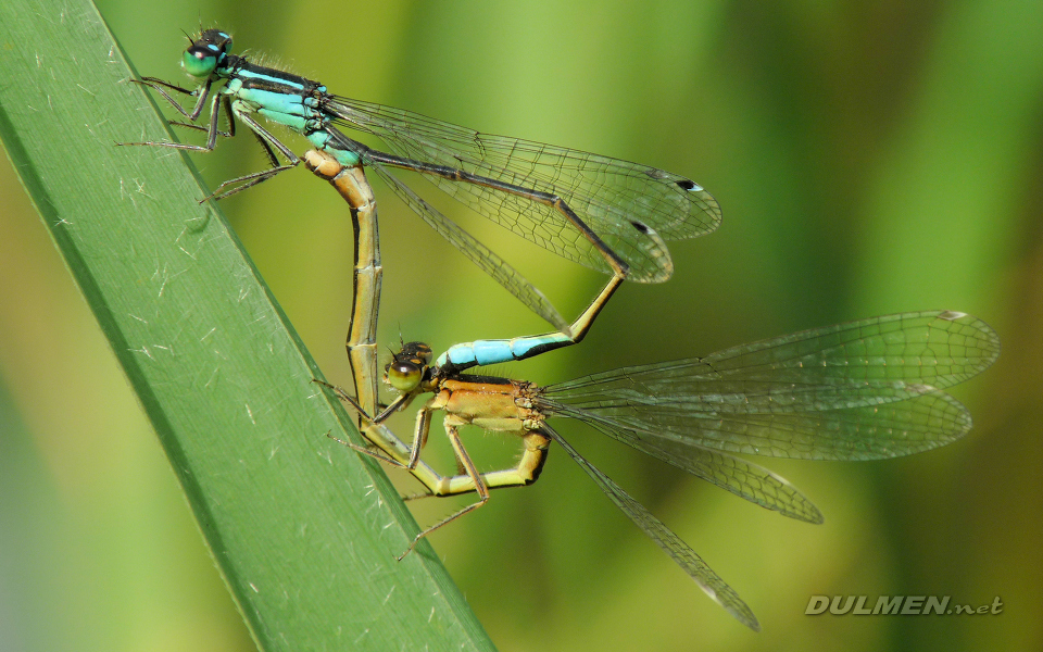 Mating Common Bluetails (Ischnura elegans)